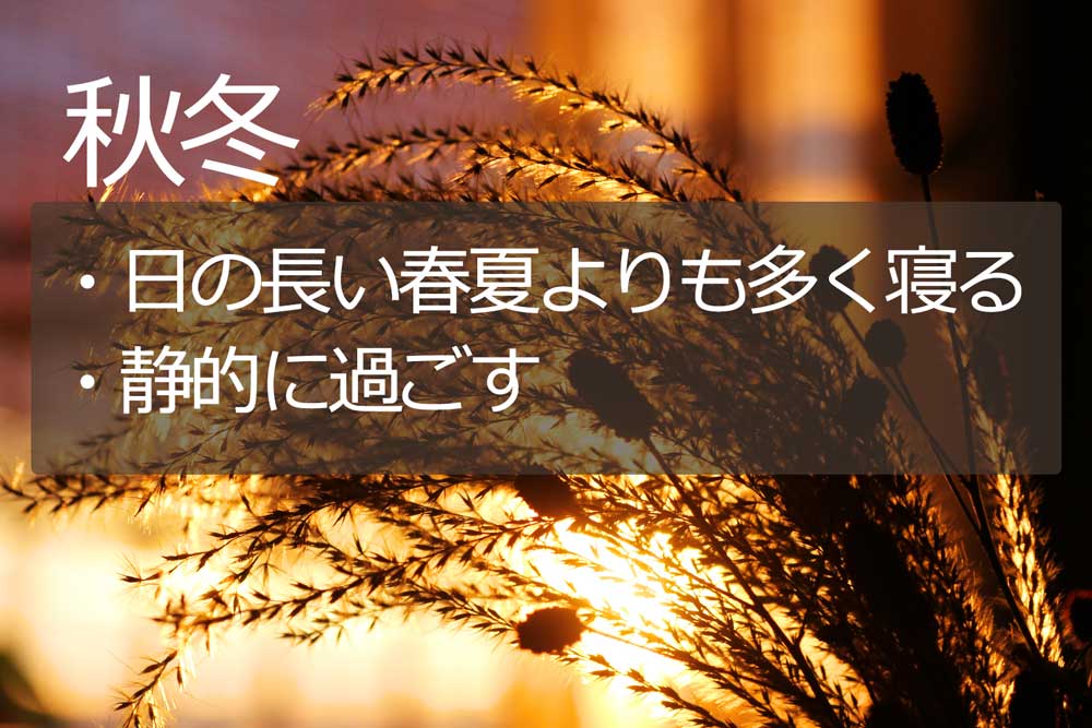 夜更かしにならない程度に秋の夜長を楽しみましょう。
