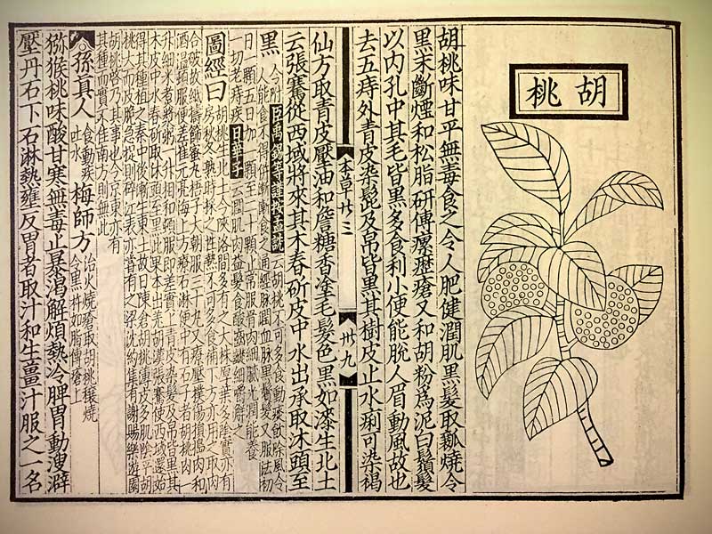 『証類本草』中のクルミ