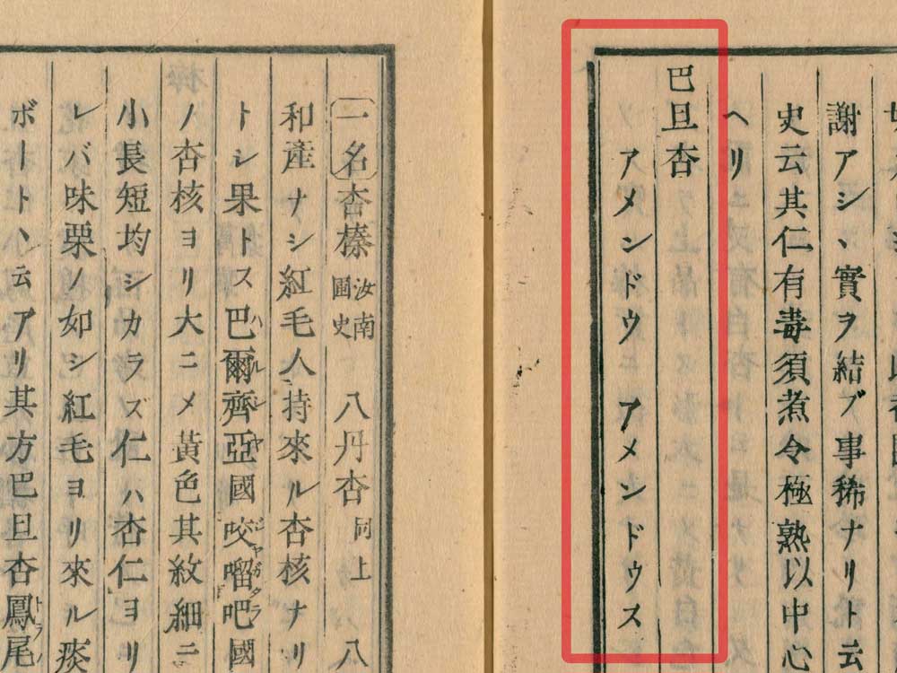 『本草綱目啓蒙』に外来の「アメンドウ」が『本草綱目』の「巴旦杏」にあたるとしている。