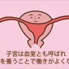 子宮と子宮内膜