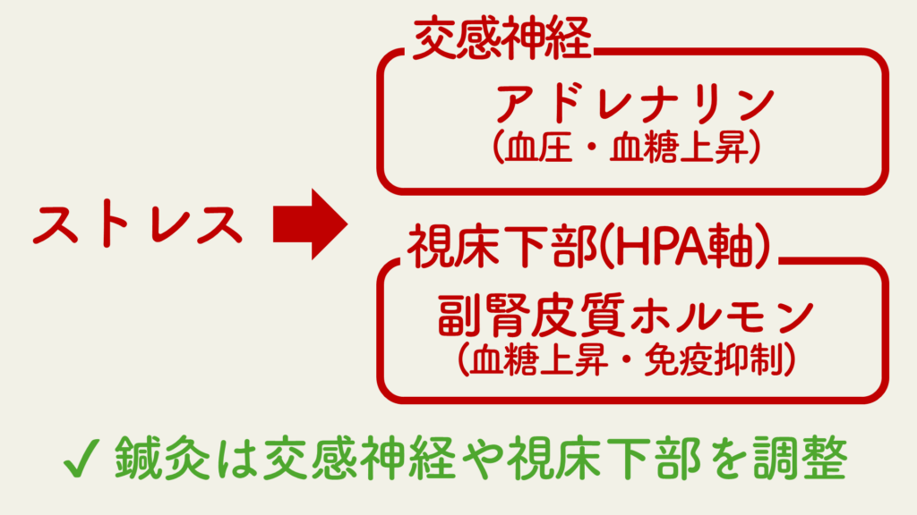 ストレスと交感神経・視床下部