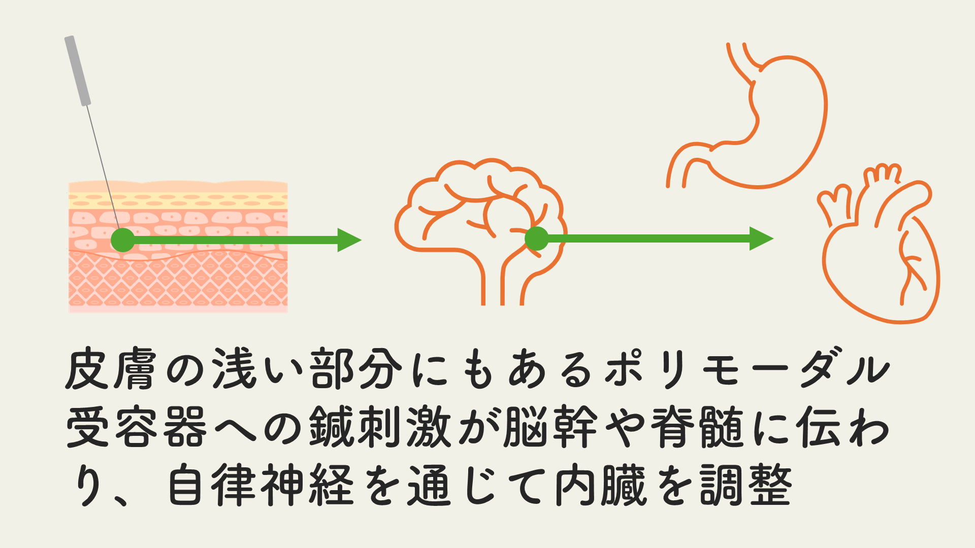 感覚受容器と鍼灸刺激