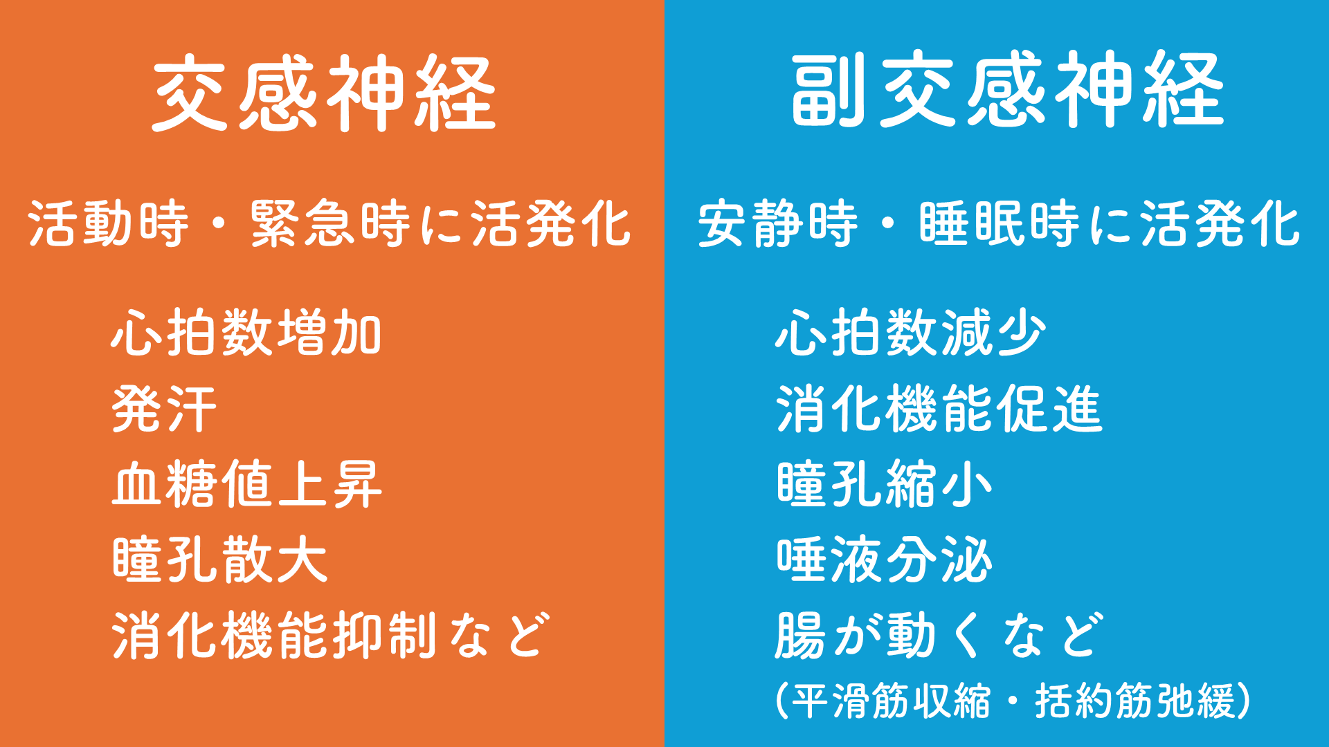 安静時と活動時の自律神経