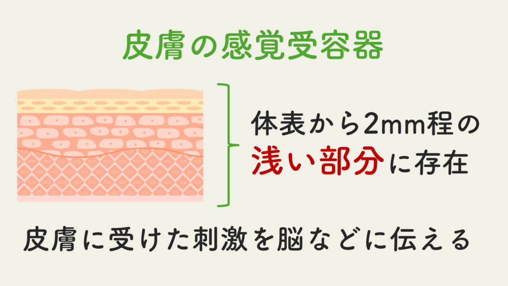 皮膚の感覚受容器