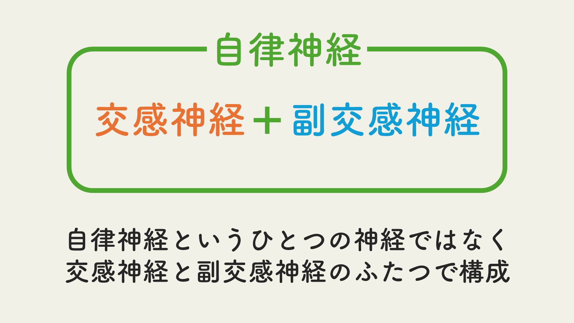 自律神経の構成