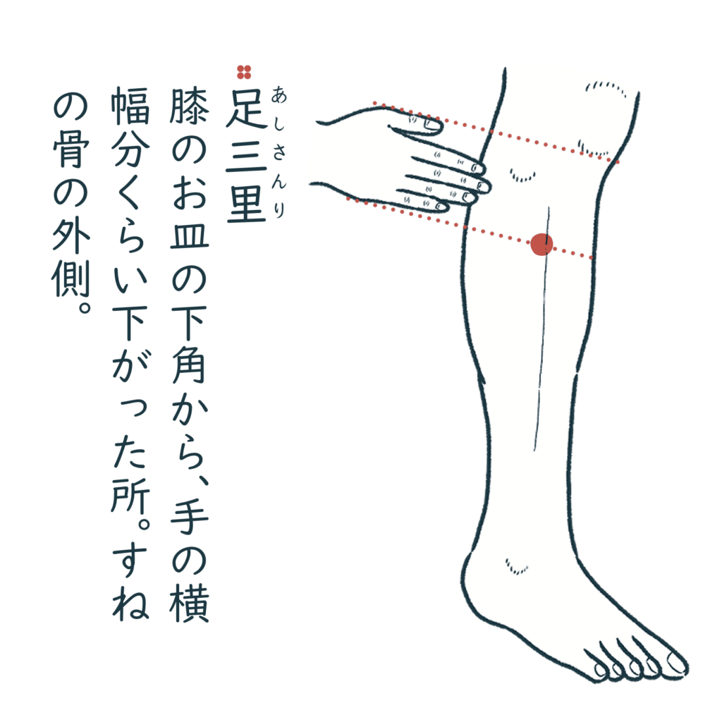 疲労回復のツボ２　足三里